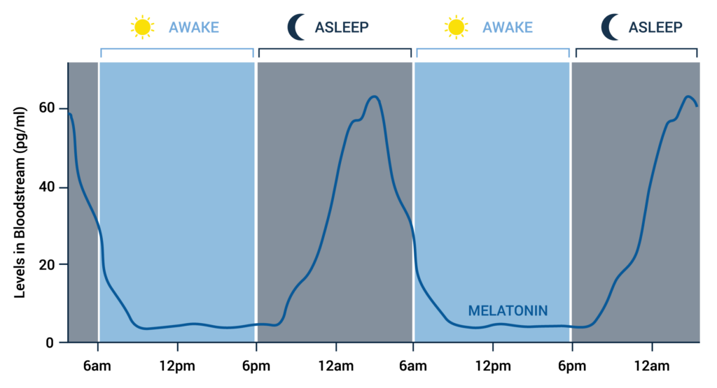 graph showing levels of melatonin in the bloodstream depending on the time of day